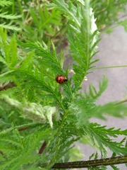 Harmonia axyridis