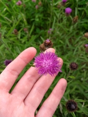Angiospermae