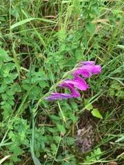 Gladiolus italicus