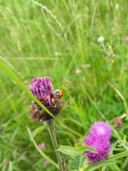 Coccinella septempunctata
