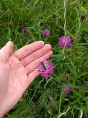 Megachile centuncularis