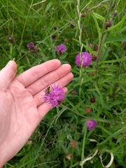 Megachile centuncularis