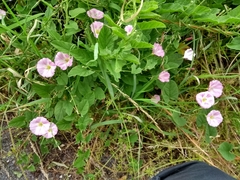Convolvulus arvensis
