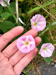 Convolvulus arvensis