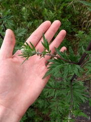 Angiospermae
