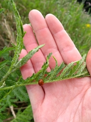 Coccinella septempunctata