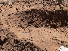 Raphicerus campestris