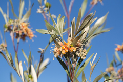 Grevillea refracta