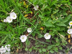 Convolvulus arvensis
