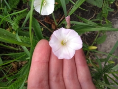 Convolvulus arvensis