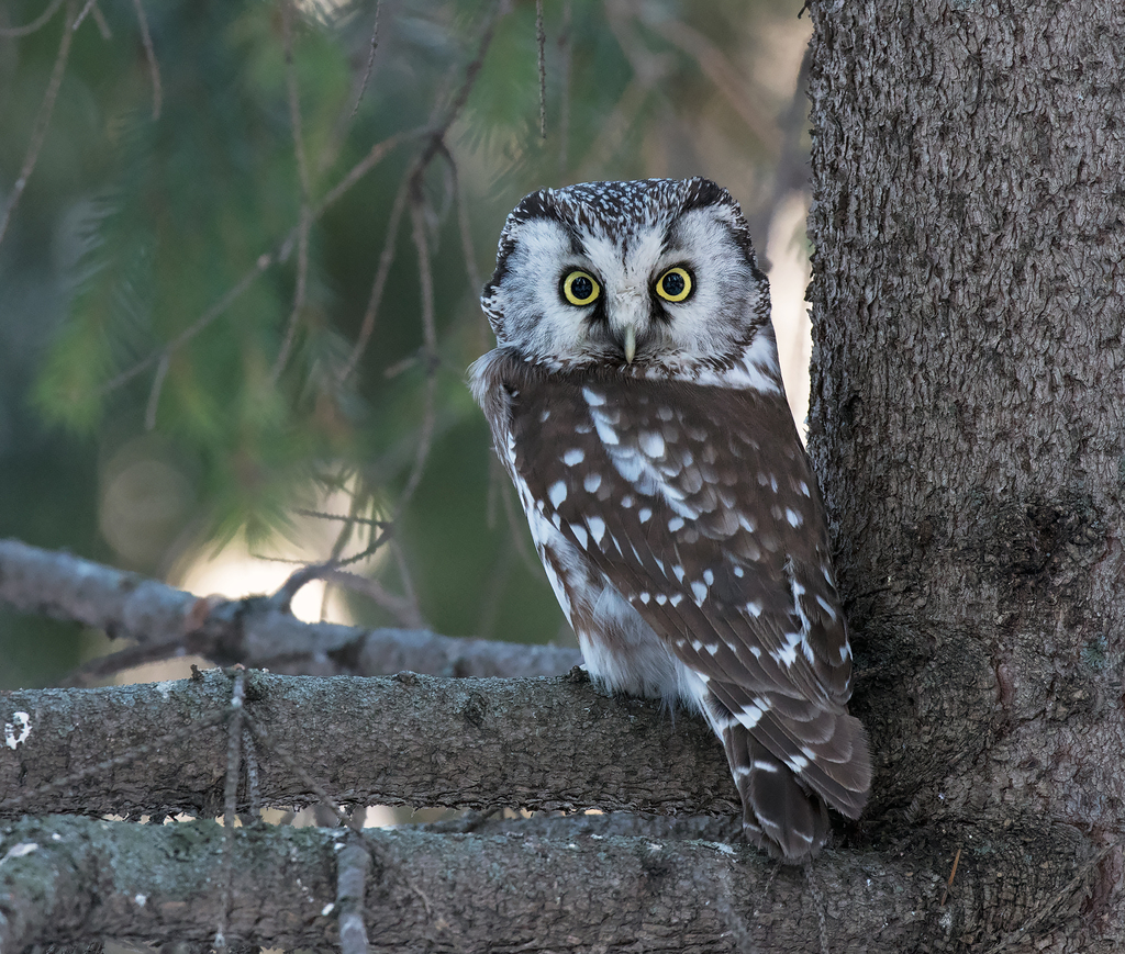 Boreal Owl