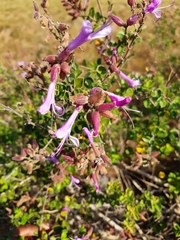 Syncolostemon rotundifolius