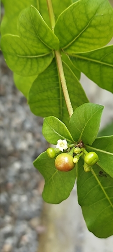 Image of Rauvolfia tetraphylla by (c) Rafael Cano, some rights reserved (CC BY)