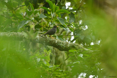 Turdus infuscatus