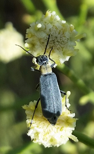 Orange-necked Blister Beetle photo 2
