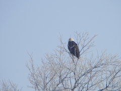 Haliaeetus leucocephalus