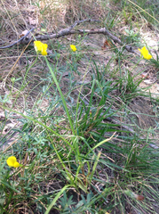 Lotus corniculatus corniculatus