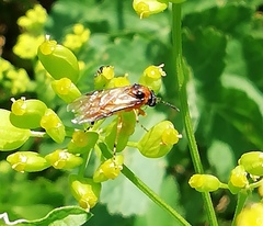 Athalia rosae