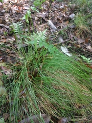 Carex eburnea
