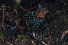 Acropternis orthonyx