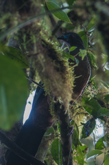 Chamaepetes goudotii