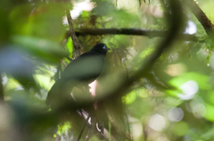 Hafferia zeledoni