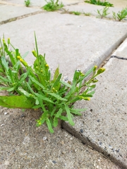 Senecio dubitabilis