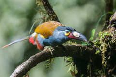 Andigena laminirostris