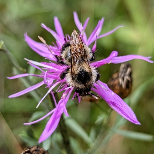 Half-black Bumble Bee photographed in Montana