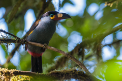 Andigena laminirostris