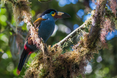 Andigena laminirostris