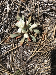 Lewisia kelloggii