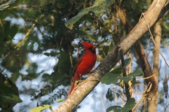 Cardinalis cardinalis mariae