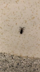 Leptoceletes basalis