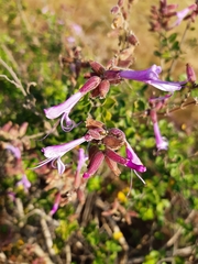 Syncolostemon rotundifolius