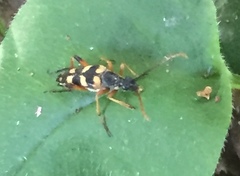 Strangalia attenuata