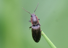 Agriotes fucosus