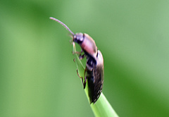 Agriotes fucosus