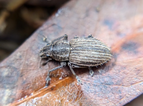 White-fringed weevil photo 4