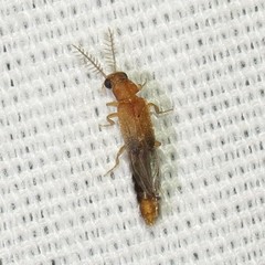 Distremocephalus opaculus