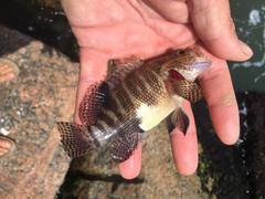 Serranus subligarius