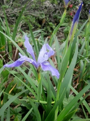 Iris longipetala