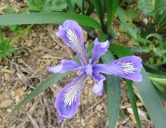 Iris longipetala