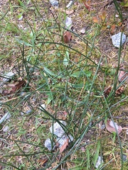 Juncus breweri