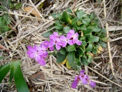 Arabis blepharophylla