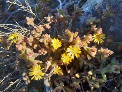 Delosperma rogersii