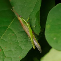 Stenacris vitreipennis