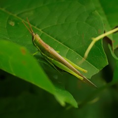 Stenacris vitreipennis