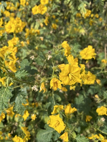 Solanum rostratum iNat (1)