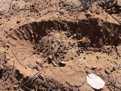 Raphicerus campestris